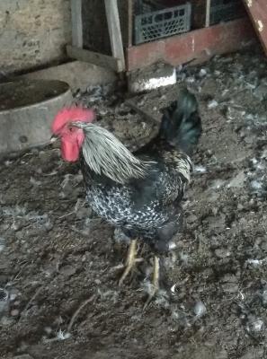 Прикрепленное изображение: IMG_20200929_103519_resize_59.jpg